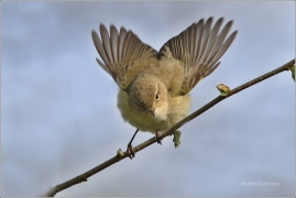 <p>BUDNÍČEK MENŠÍ (Phylloscopus collybita) /Common chiffchaff – Zilpzalp/</p>